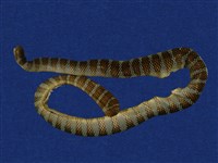 藏品(闊帶青斑海蛇)的圖片